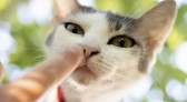 Gatos ajudam a aliviar estresse de pessoas altamente emocionais, mostra estudo