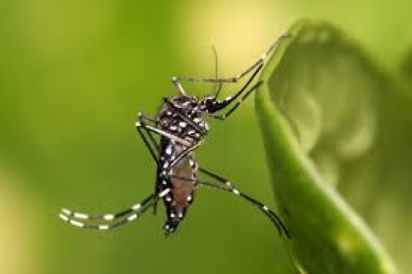 SC atualiza plano de contingência para enfrentar dengue, zika e chikungunya