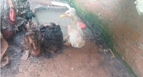 Ibama fecha zoológico clandestino no Oeste e resgata mais de 650 animais