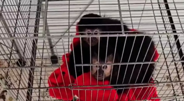 Ibama fecha último criadouro de macacos-prego do Brasil por maus-tratos em SC