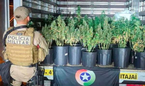 "Fábrica de supermaconha" é descoberta em SC após denúncia anônima