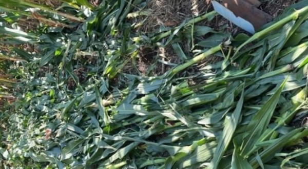 Morre jovem encontrada por moradores em milharal no Oeste de SC