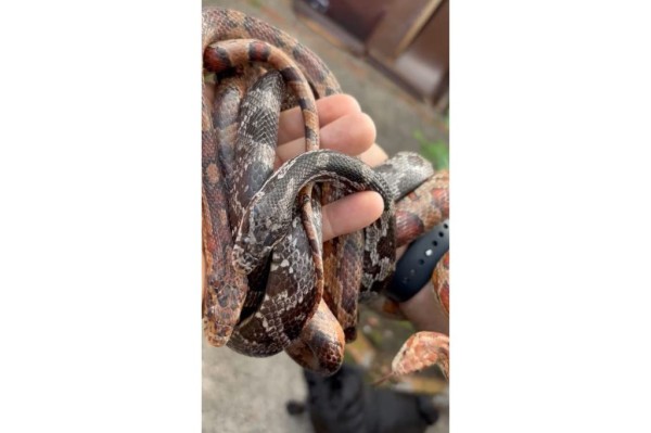 Operação contra o tráfico de animais apreende 215 aves exóticas e cobras; um homem foi preso