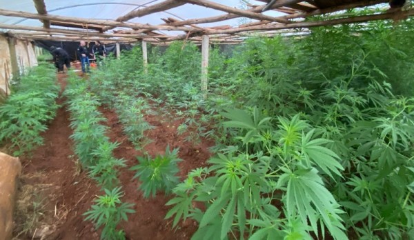 Dupla é presa por cultivar grande quantidade de maconha em estufa