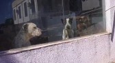Projeto Basicão do Bem denuncia residência por maus tratos a cães no Bairro Peperiguaçu