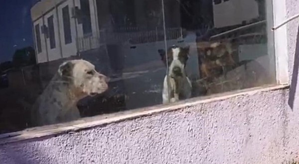 Projeto Basicão do Bem denuncia residência por maus tratos a cães no Bairro Peperiguaçu