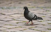 Homem é flagrado com pombas abatidas e diz que levaria para a mãe cozinhar