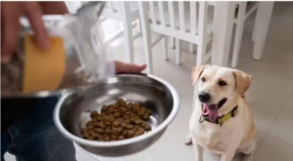 Sai ranking das 10 melhores rações para cachorro vendidas no Brasil