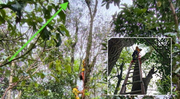 Bombeiros resgatam gato preso em árvore há três dias