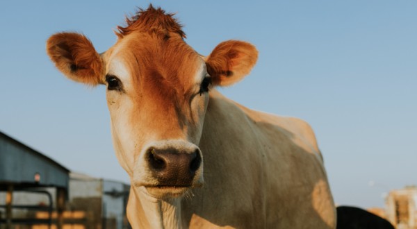 Comissão de Agricultura debate prevenção à febre aftosa