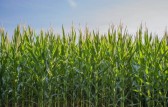 Presidente da Faesc fala sobre preocupações no agro brasileiro