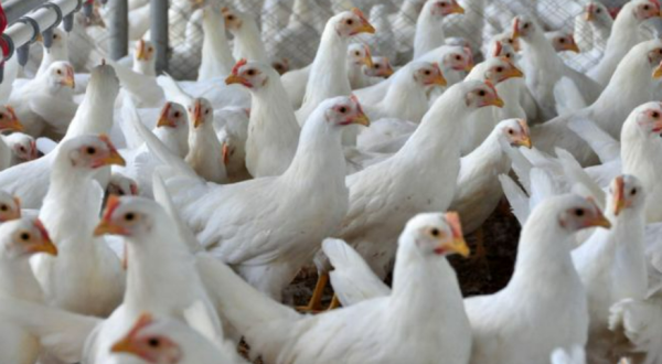 Santa Catarina bate recorde histórico nas exportações de carne de frango em 2026