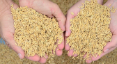 Estimativa aponta recorde de produtividade na safra de arroz em Santa Catarina