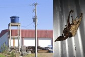 Pássaro causa curto-circuito e deixa 4 mil unidades sem energia