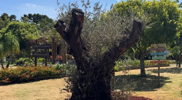 Novo patrimônio natural passa a integrar espaços públicos de Santo Antônio do Sudoeste