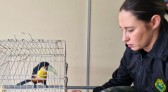 Batalhão de Polícia Ambiental orienta como proceder entrega voluntária de animais silvestres