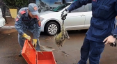 Bombeiros são acionados para capturar animal silvestre no centro