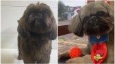 Cão que havia sido furtado é localizado com outra cor em Pinhalzinho