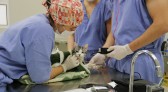 Abertas inscrições para processo seletivo no Mestrado em Saúde, Bem-estar e Produção Animal da UFFS