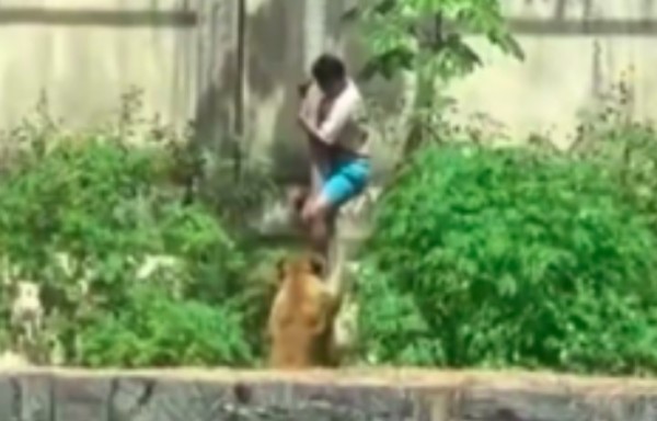 Homem morre após invadir jaula de leoa e ser atacado pelo animal em João Pessoa