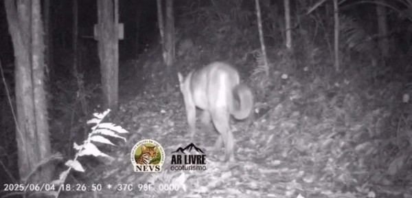 Câmera flagra onça-parda em área de mata