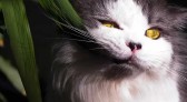 Veja 13 plantas que você não pode ter em casa se tiver pets