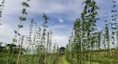 Com pesquisa e iniciativas pioneiras, Paraná pode se tornar a terra do lúpulo no futurog