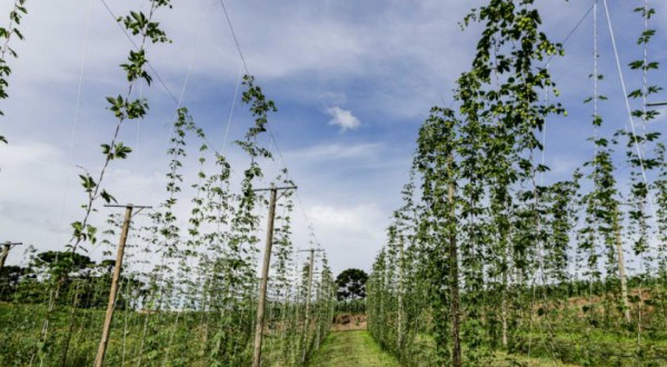 Com pesquisa e iniciativas pioneiras, Paraná pode se tornar a terra do lúpulo no futurog