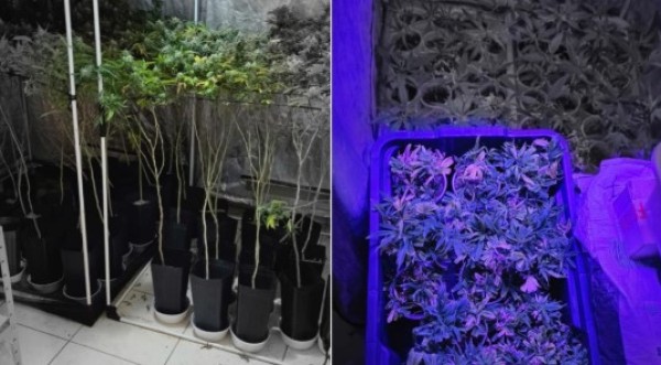 Advogado é preso por cultivar estufa com centenas de pés de maconha