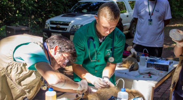 UFFS desenvolve projeto para atendimento de animais silvestres da região