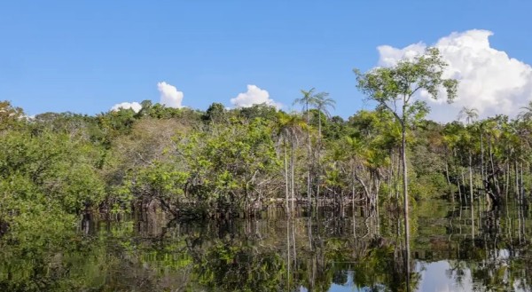 Cientistas desenvolvem tecnologia para desvendar florestas tropicais
