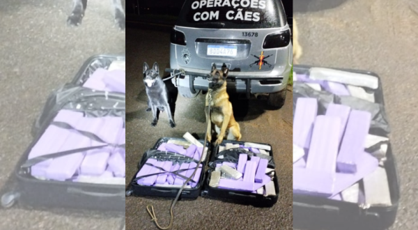 Ação Policial em Francisco Beltrão Resulta em Apreensão de 43 kg de Maconha