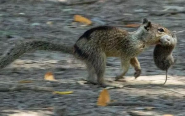 Pela primeira vez, cientistas descobrem colônia de esquilos carnívoros