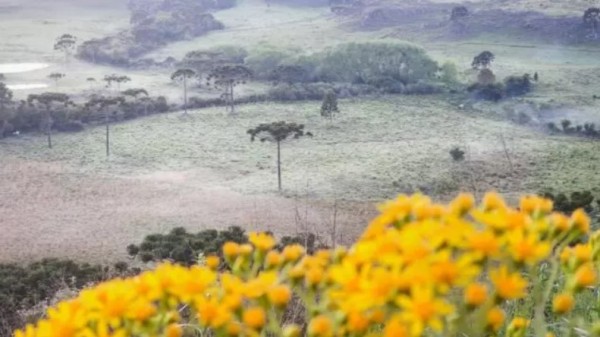 Massa de ar polar traz queda drástica nas temperaturas e pode causar geada em SC