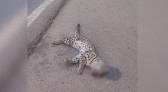 Animal ameaçado de extinção é atropelado