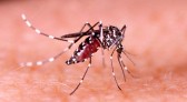 Número de casos de dengue em SC salta de 142 para 339 em uma semana