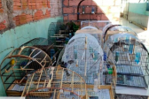 Polícia descobre cativeiro de aves nativas em Chapecó; 20 gaiolas foram apreendidas
