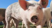 Suinocultura terá Frente Parlamentar na Alesc