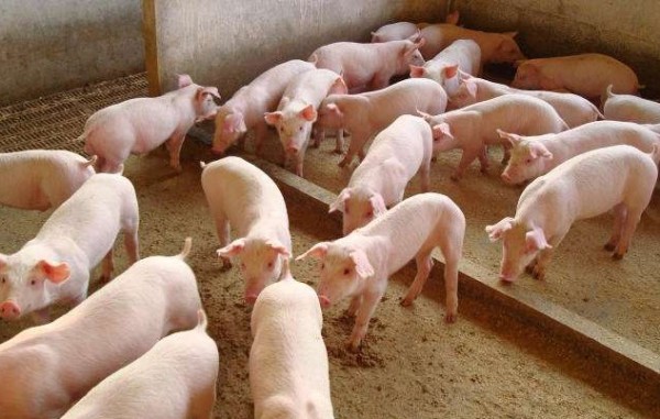 Exportação de carne suína deve continuar em alta, mesmo com queda nas vendas para a China