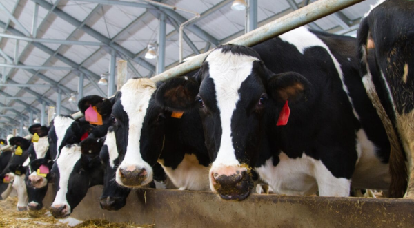 SC foi o 4° Estado que mais produziu leite no Brasil em 2024, atingindo marca histórica