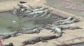 Idoso cai em criadouro de crocodilos e é destroçado e devorado vivo