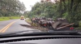 Carreta bitrem carregada com adubo sai da pista e tomba na BR-163