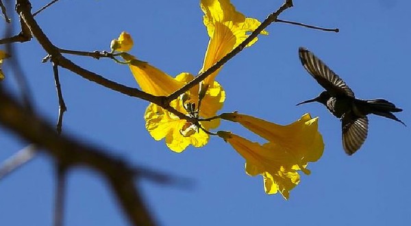 A Primavera começa com flores e ensinamentos da natureza sobre resiliência