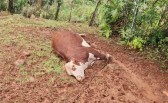 Três animais morreram atingidos por raio no interior