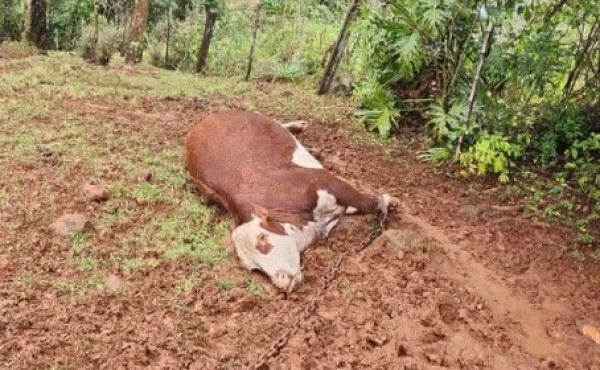 Três animais morreram atingidos por raio no interior