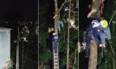 Homem fica suspenso a 15 metros de altura durante corte de árvore