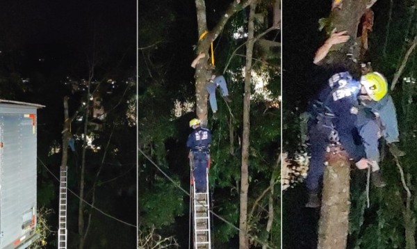 Homem fica suspenso a 15 metros de altura durante corte de árvore