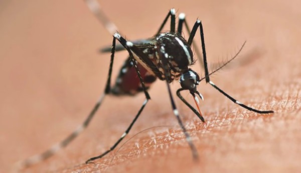 SC chega a quase 13 mil casos prováveis de dengue e Secretaria da Saúde alerta para chuvas