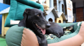 Polícia Penal entrega casinhas fabricadas por presos para cães em situação de rua