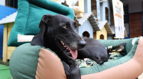 Polícia Penal entrega casinhas fabricadas por presos para cães em situação de rua